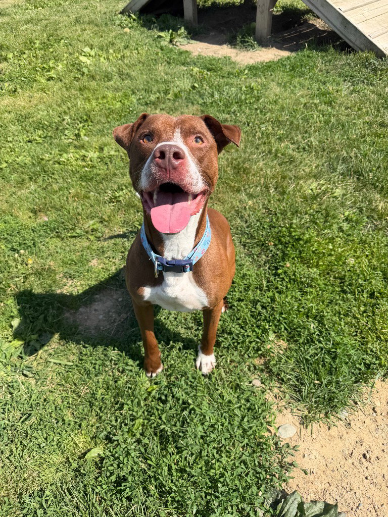 Gotti