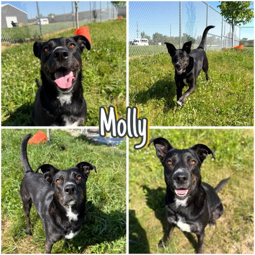 Molly - Long Term Resident