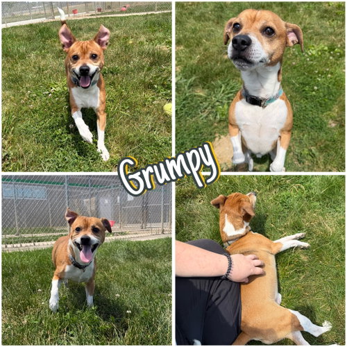 Grumpy - Fee Waived