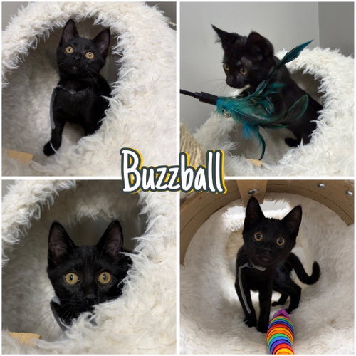 Buzzball