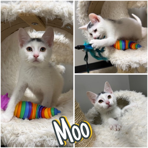 Moo