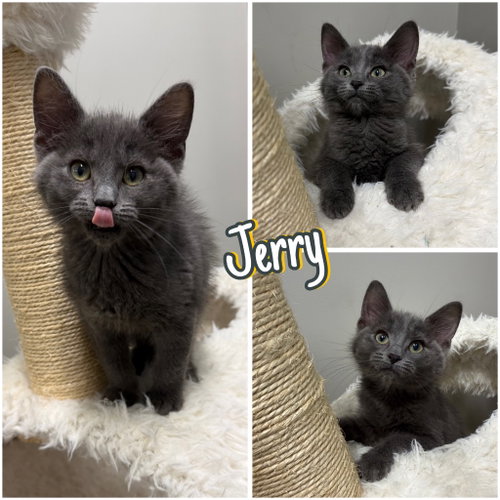 Jerry