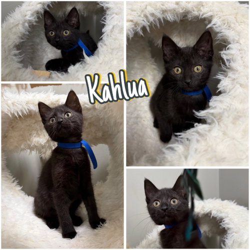 Kahlua