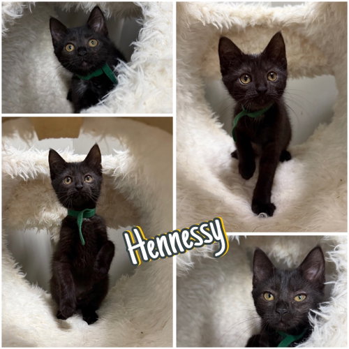 Hennessy
