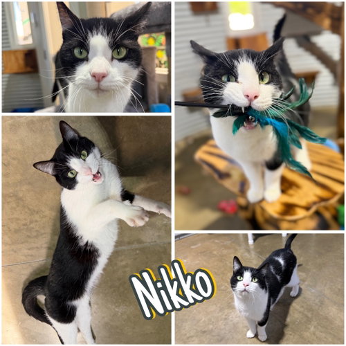 Nikko - Silo