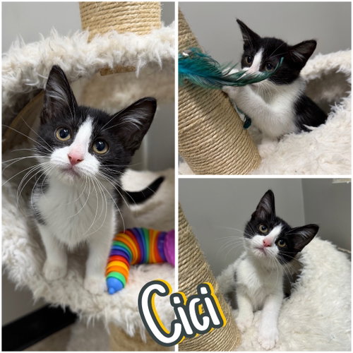 CiCi