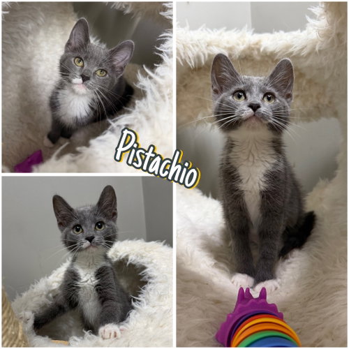 Pistachio