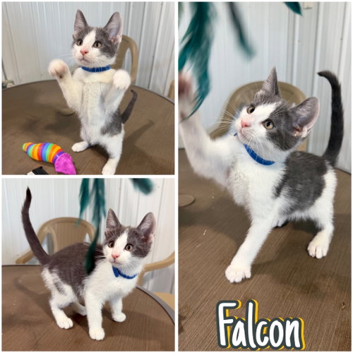 Falcon