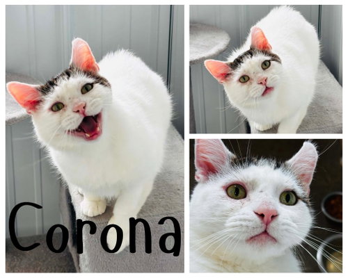 Corona- FIV+