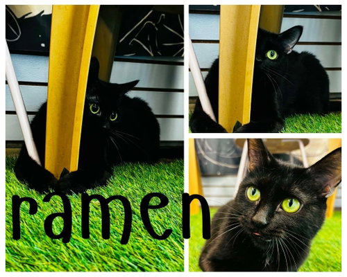 Ramen- Retired Momma
