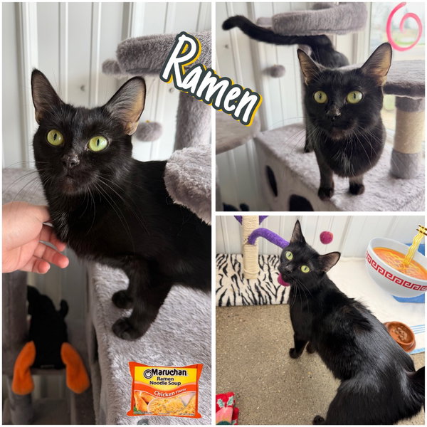 Ramen- retired momma