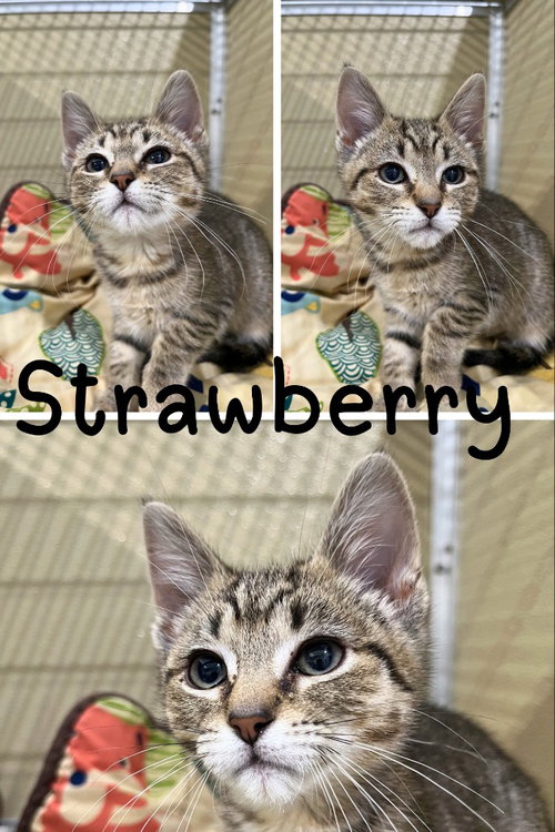 Strawberry