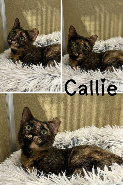 Callie