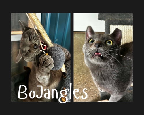 Bojangles (Herpes)