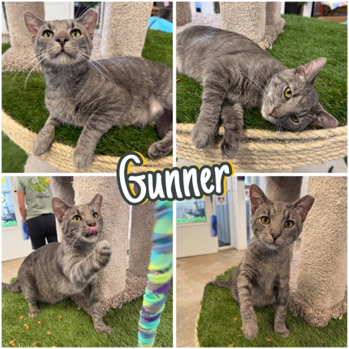 Gunner, an adoptable Domestic Short Hair in Pierceton , IN