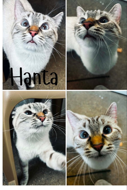 Hanta