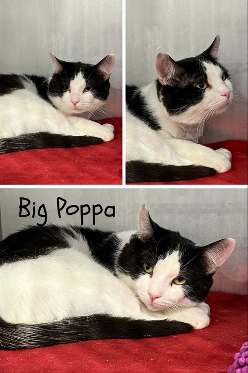 Big Poppa- FIV+