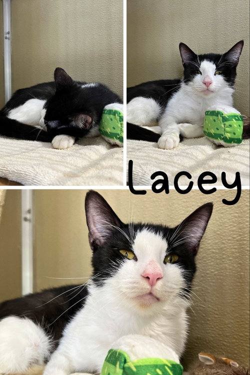 Lacey