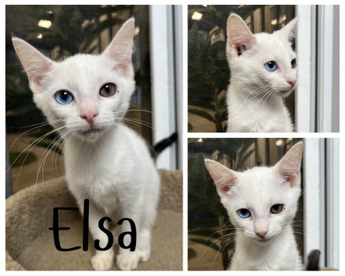 Elsa