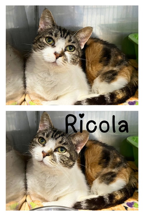 Ricola