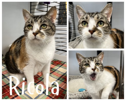 picture of the cat needing adoption
