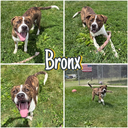 Bronx
