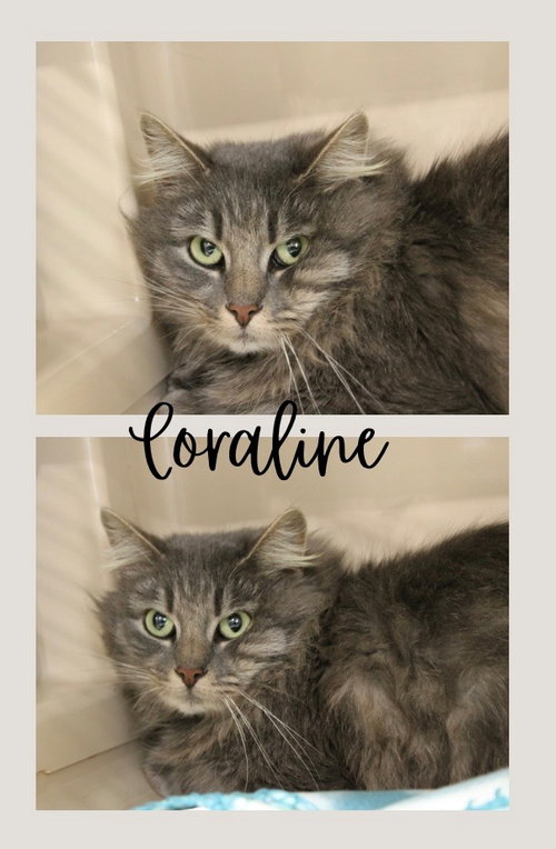 Coraline photo 2