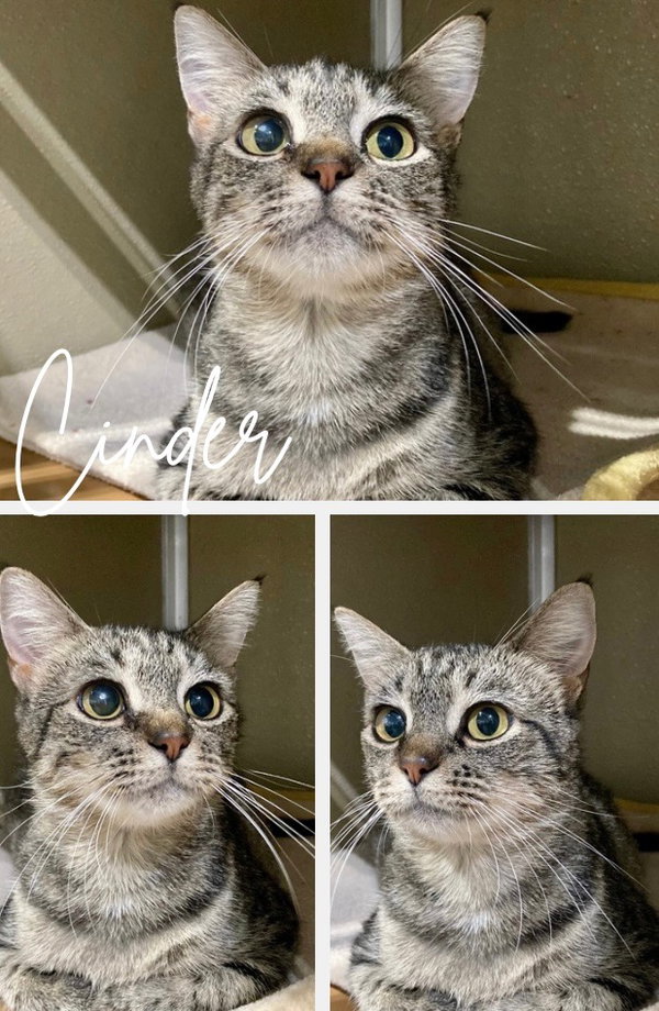 Cinder - Long Term Resident- retired momma