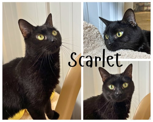 Scarlet - Long Term Resident