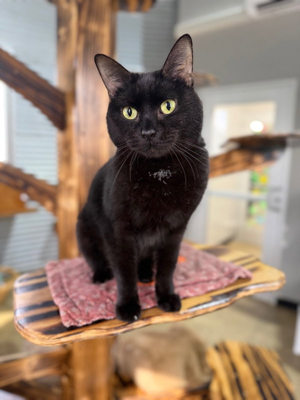 Scarlet - retired momma-Long Term Resident