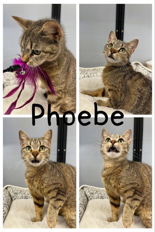 Phoebe