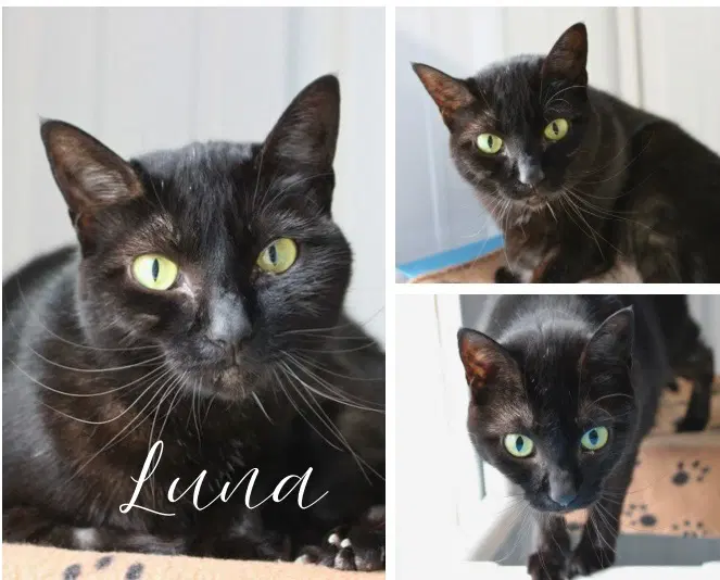 Luna - Domestic Short Hair