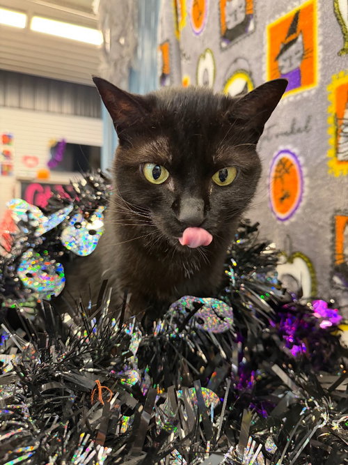 Photo 2 of Luna - WAIVED FEE
