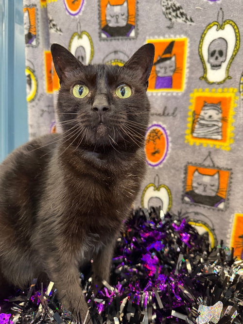 Photo 3 of Luna - WAIVED FEE