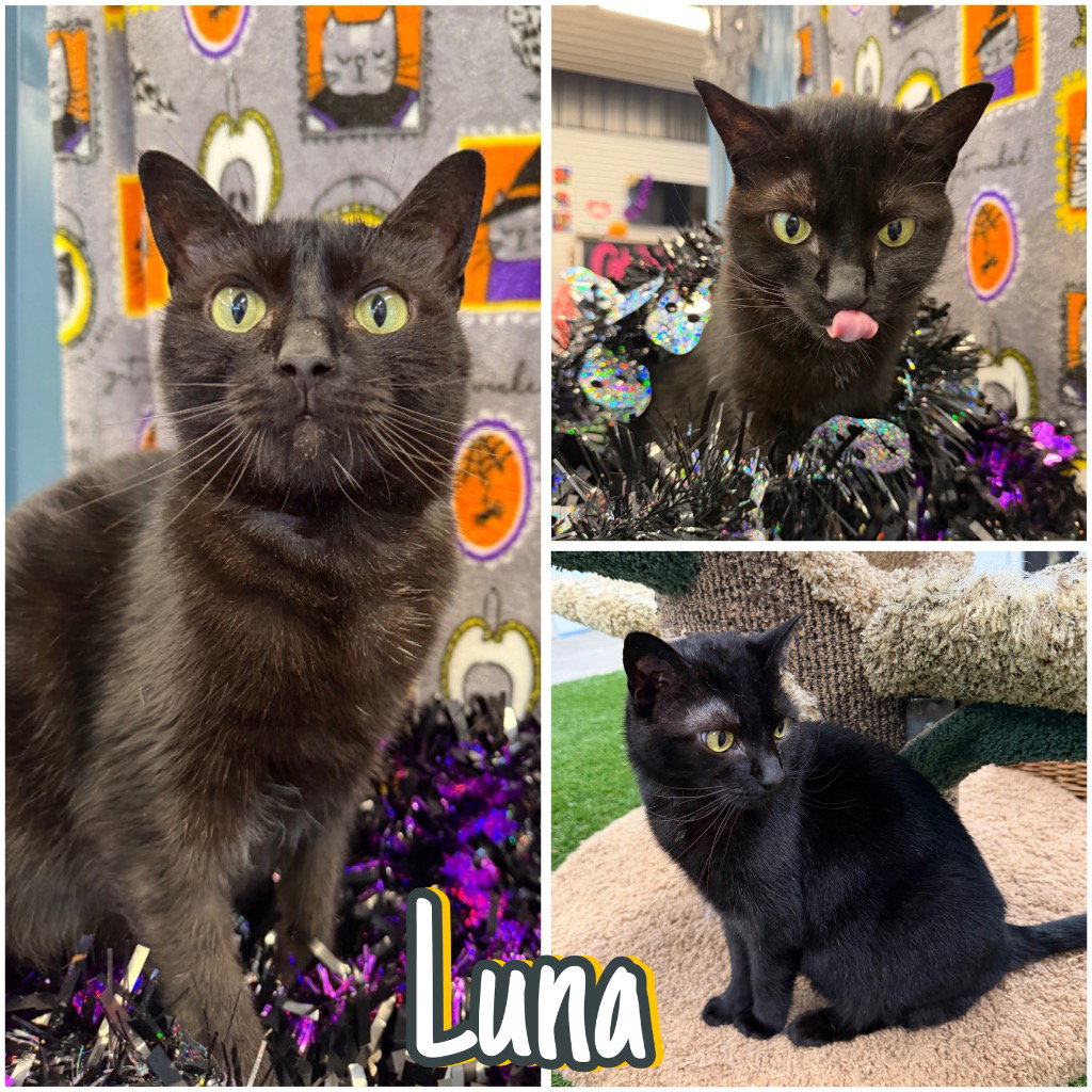 Luna - WAIVED FEE