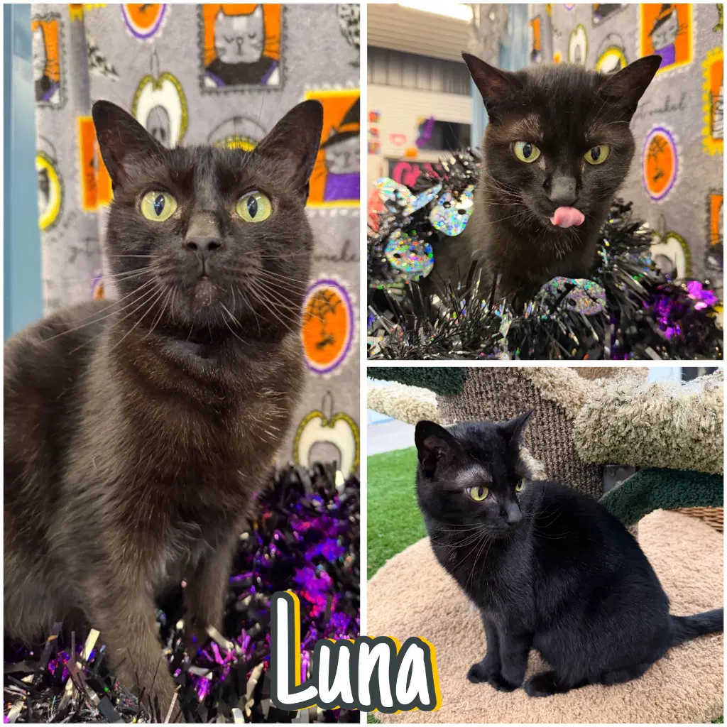 Luna - Domestic Short Hair