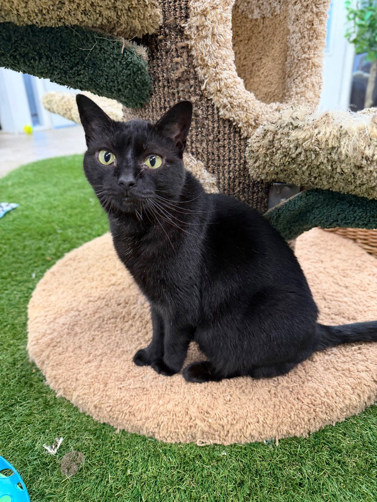 Luna - WAIVED FEE, photo 2