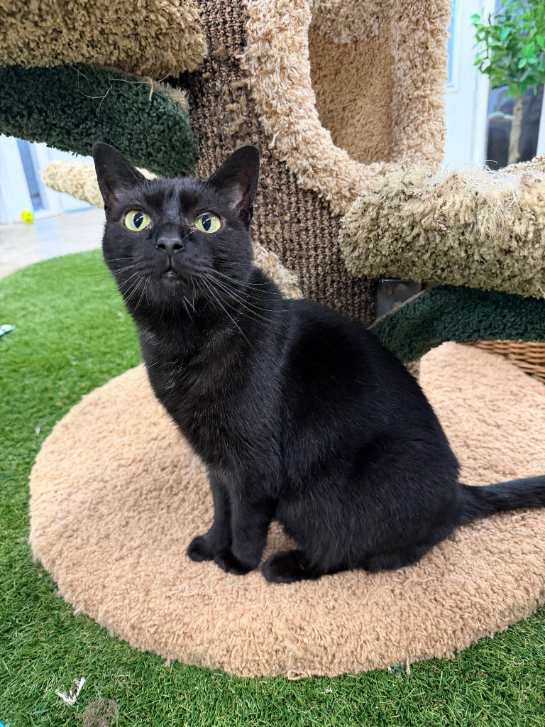 Luna - WAIVED FEE, photo 3