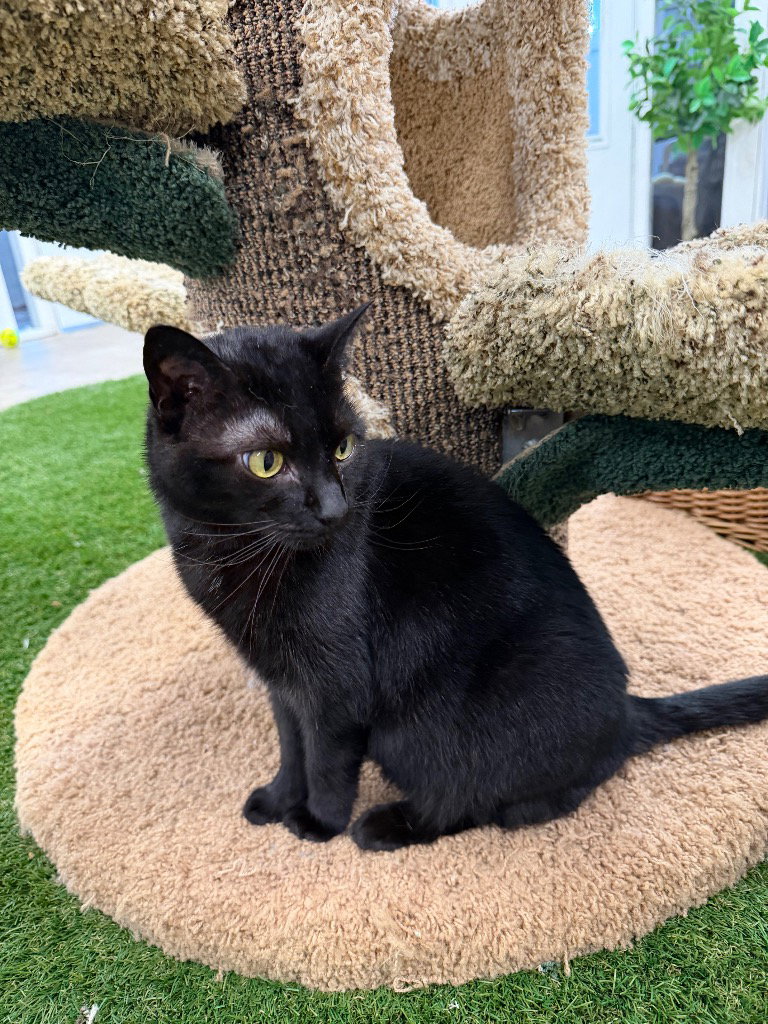 Luna - WAIVED FEE, photo 4