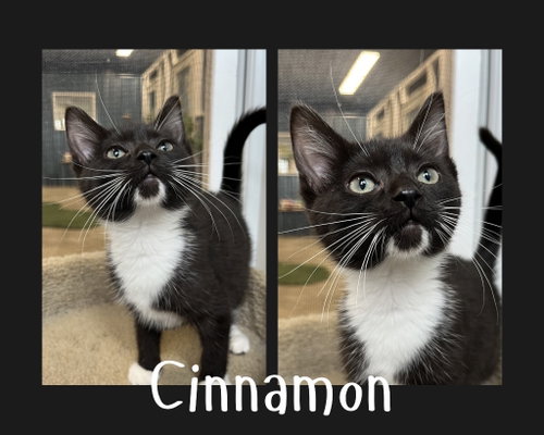 Cinnamon