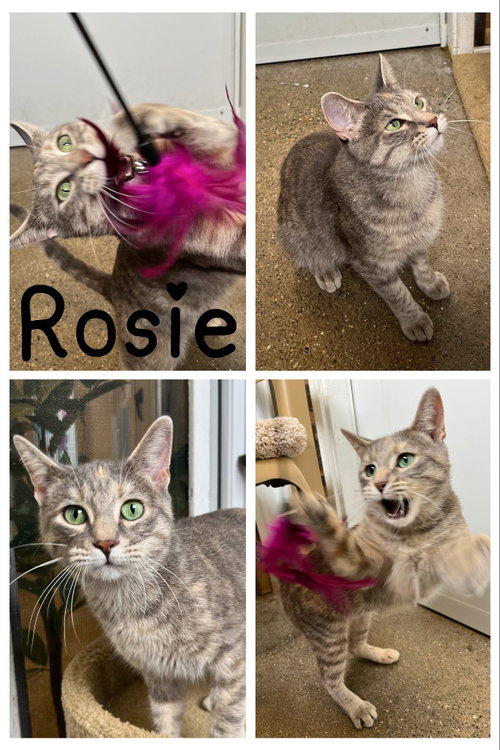 Rosie