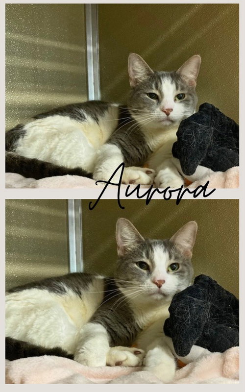 Aurora