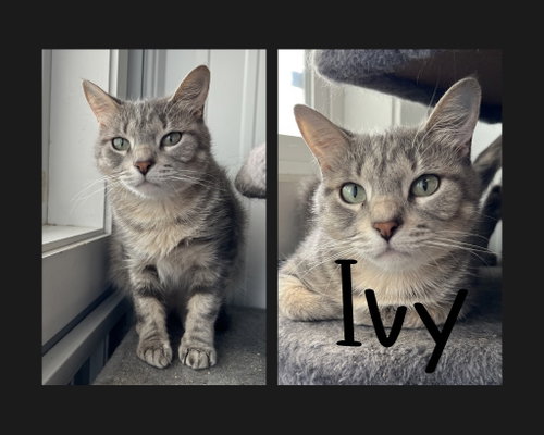 Ivy
