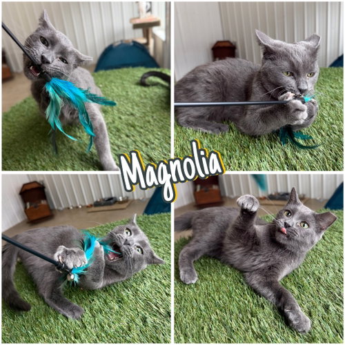 picture of the cat needing adoption