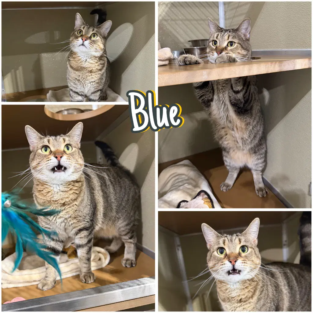 Blue - Domestic Short Hair