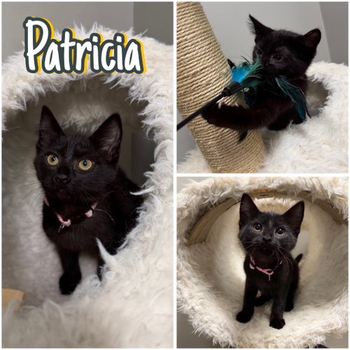 Patricia, Baby Domestic Short Hair / Mixed, cat for adoption in Elkhart, Indiana