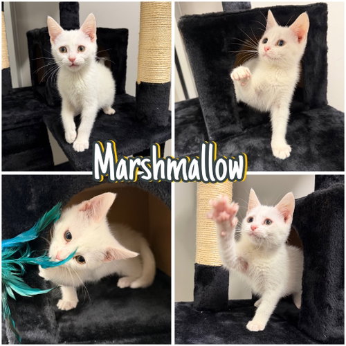 Marshmallow