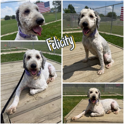 Felicity