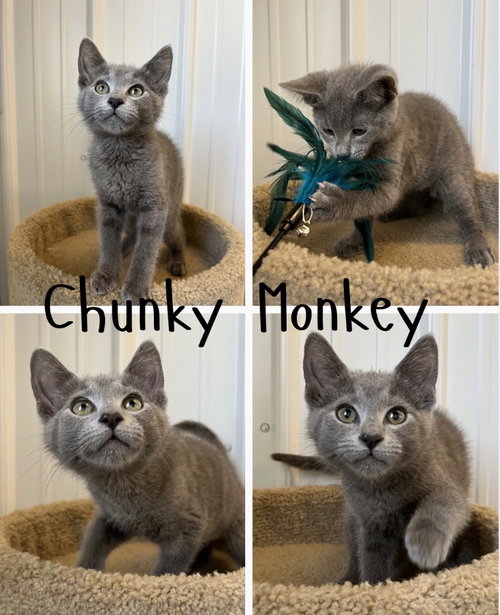 Chunky Monkey