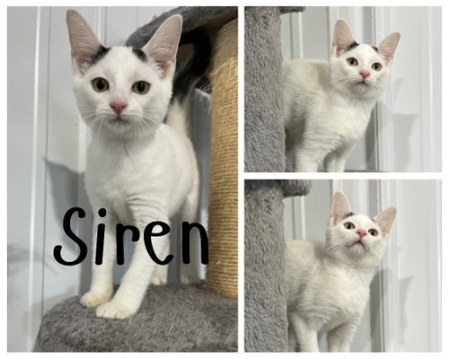 Siren